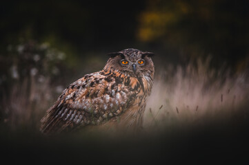 Eurasian eagle-owl (Bubo Bubo) in forest. Eurasian eagle owl sitting on ground. Owl portrait.