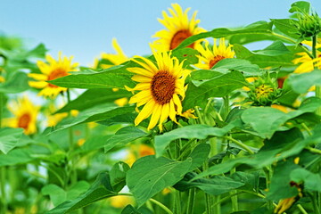 When it comes to the best summer flower, it is the sunflower
