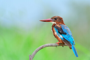 juvenile bird wih growing feathers on its face and body lonely perching on curve tree branch in sunset time, white-throated kingfisher