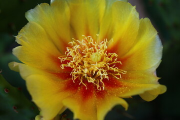 kaktus Opuntia macrorhiza opuncja żółte kwiaty