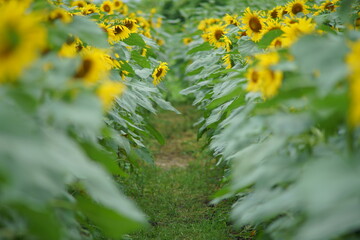 Fototapeta na wymiar When it comes to the best summer flower, it is the sunflower 