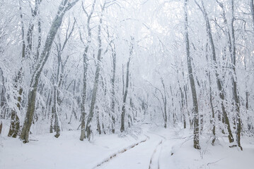 winter snowbound forest glade, natural outdoor seasonal background