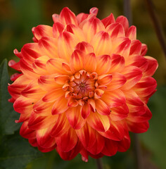 Beautiful close-up of a bicolor dahlia flower