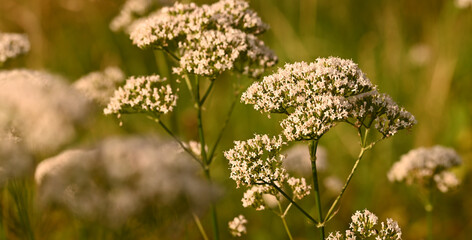 Beautiful close-up of valeriana officinalis