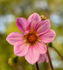 Fototapeta premium Beautiful close-up of a pink dahlia