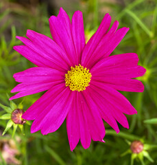 Obraz premium Beautiful close-up of a purple cosmos