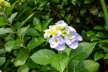 forget me not flowers