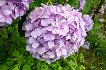 pink and purple flowers