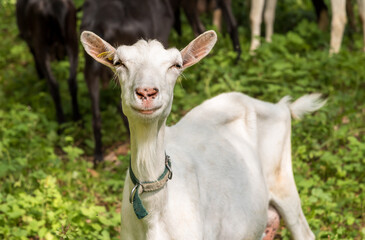 white goat, farm animals, goat portrait, animal head, goat head, pink nose, young animal, bovidae, looking at camera, goats, rural scenery, no people, domestic animals, agriculture, animal, countrysid