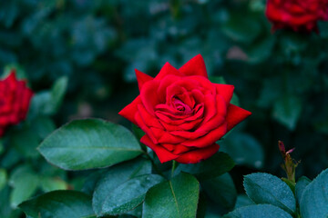 red rose in garden