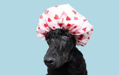 Funny portrait poodle dog wearing cap shower with hearts. Isolated on blue pastel background