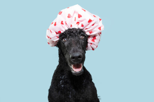 Funny hapy poodle dog wearing cap shower with hearts. Isolated on blue pastel background