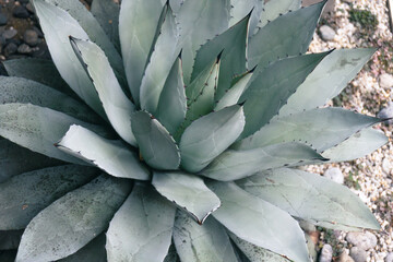 cactus in the garden