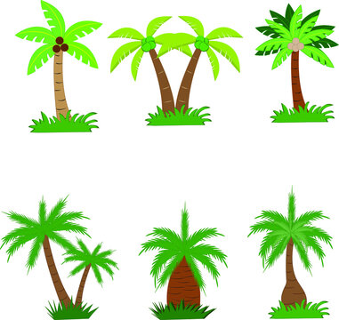 Palm trees isolated on white background. Beautiful vectro palma tree set vector illustration.