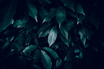 Fototapeta na wymiar Leaves for background in dark mood