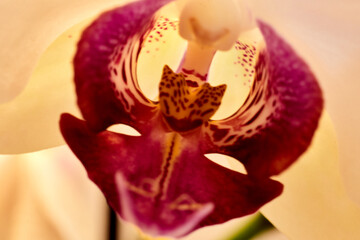 another look at the flower archidea macro