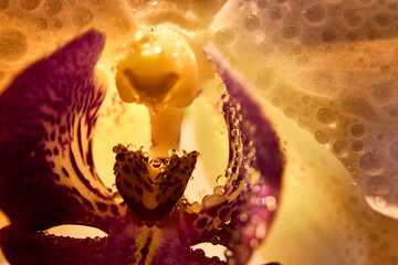 another look at the flower archidea macro
