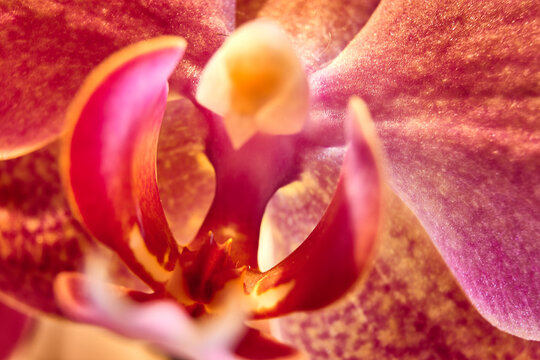 another look at the flower archidea macro