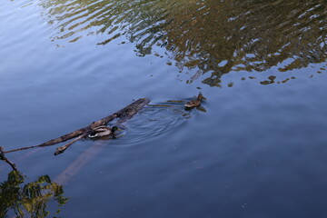 surcando el lago