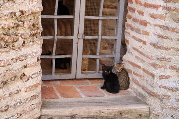 Gatos callejeros a la puerta trasera