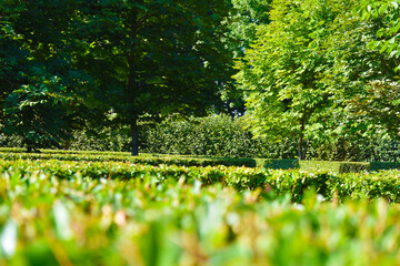 green bush and green trees in a summer park in the heat	