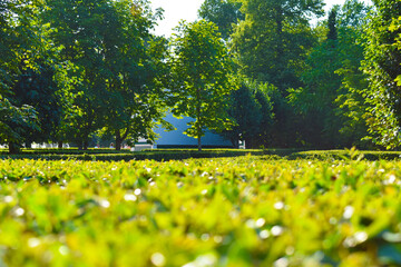 green bush and green trees in a summer park in the heat
