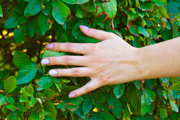 woman's hand on the background of green leaves of the bush