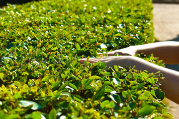 woman's hand on the background of green leaves of the bush	