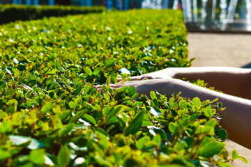 woman's hand on the background of green leaves of the bush
