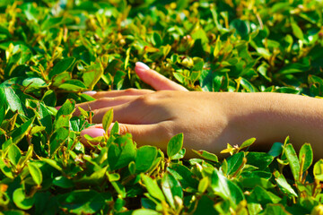 beautiful female hand on the green leaves of the bush