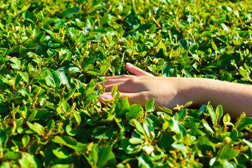 Fototapeta na wymiar woman's hand on the background of green leaves of the bush