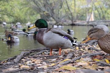 wild duck in the river