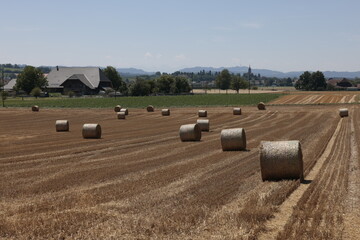 strohballen rund leigen auf dem feld nach dem dreschen