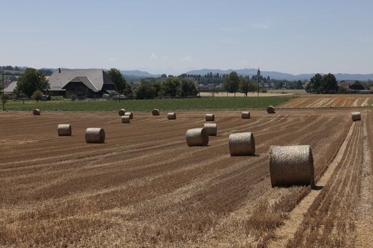 strohballen rund leigen auf dem feld nach dem dreschen
