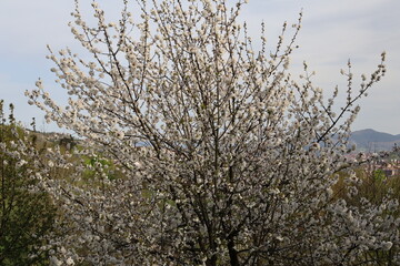 Floreciendo en primavera