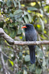 Black-fronted Nunbird. Monasa nigrifroms