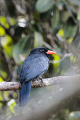 Black-fronted Nunbird. Monasa nigrifroms