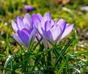 Springtime with purple corcus flowers