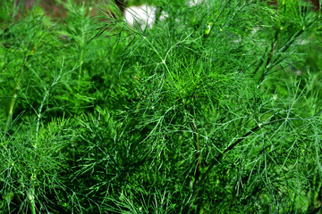 A simple vegetable background of young green dill leaves (Latin Anéthum). Selective focus