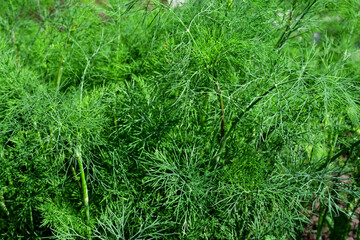 A simple vegetable background of young green dill leaves (Latin Anéthum). Selective focus