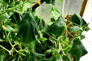 Withered green cucumber leaves on adult plants in a greenhouse. Withering of leaves due to cucumber...