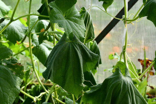 Withered green cucumber leaves on adult plants in a greenhouse. Withering of leaves due to cucumber diseases or mistakes of the vegetable grower. The leaves hang like rags. Selective focus