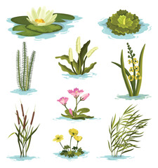 Marsh and wetland plants collection. Hand drawn botanical set. Reed, water lily, cane and carex. Swamp flora and fauna. Common plants grow in water, isolated illustration - obrazy, fototapety, plakaty