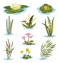 Foto op Plexiglas Marsh and wetland plants collection. Hand drawn botanical set. Reed, water lily, cane and carex. Swamp flora and fauna. Common plants grow in water, isolated illustration © the8monkey