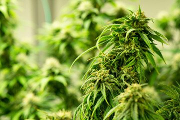 Blooming cannabis ready to be used for extraction into various products medical and food or drink even for entertainment.