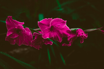 Pink Gladiolus 