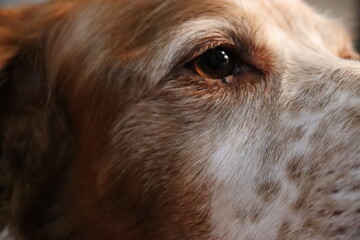Closeup of dog eye