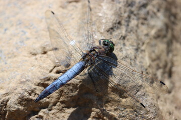 Dragonfly - Orthetrum cancellatum (male)