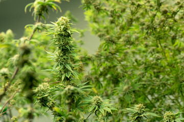 Blooming cannabis ready to be used for extraction into various products medical and food or drink...