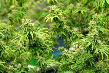 Blooming cannabis ready to be used for extraction into various products medical and food or drink even for entertainment.